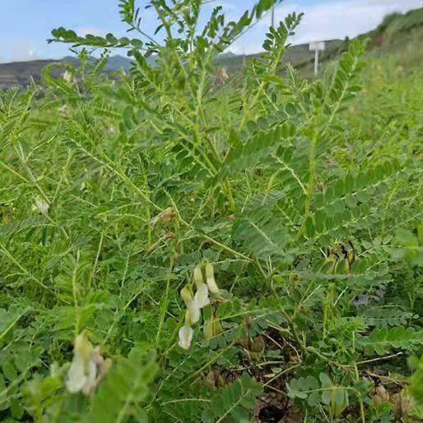 Astragalus membranaceus seeds 1kg