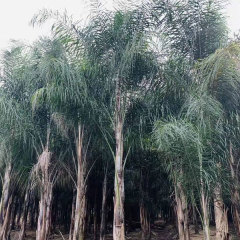 Syagrus romanzoffiana seeds 1kg