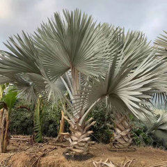 Bismarckia nobilis seeds