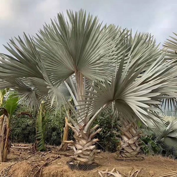 Bismarckia nobilis seeds