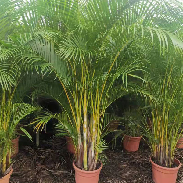 Chrysalidocarpus lutescens seeds/Areca Palm seeds 1kg