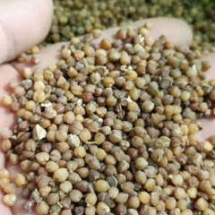 Beaucarnea recurvata seeds