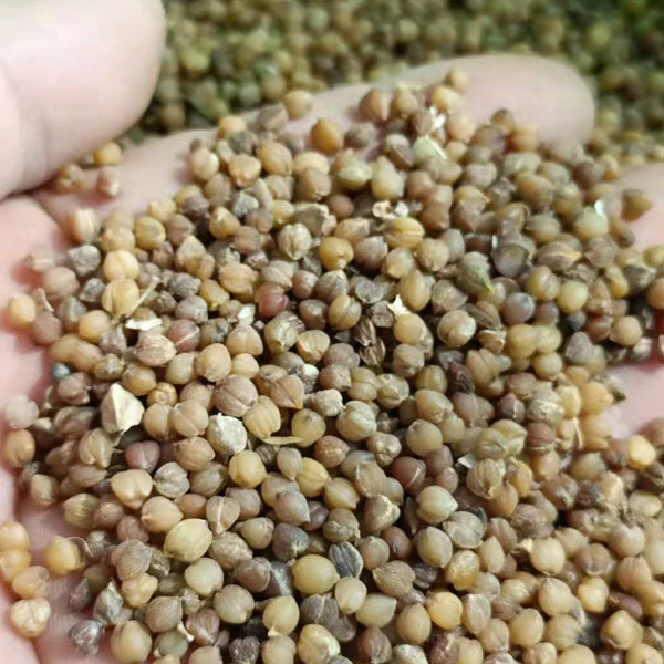 Beaucarnea recurvata seeds