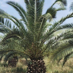 Phoenix canariensis seeds 1kg