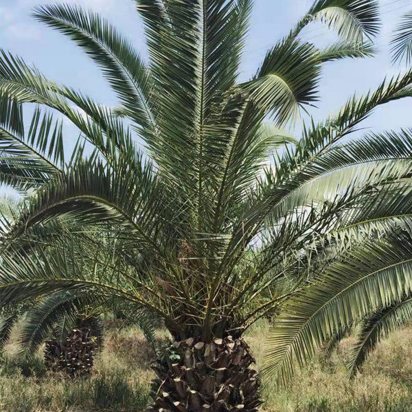 Phoenix canariensis seeds 1kg