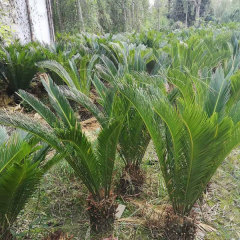 Cycas seeds 1kg