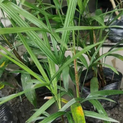 Rhapis excelsa seeds 1kg