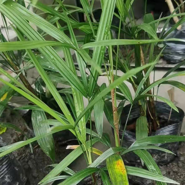 Rhapis excelsa seeds 1kg