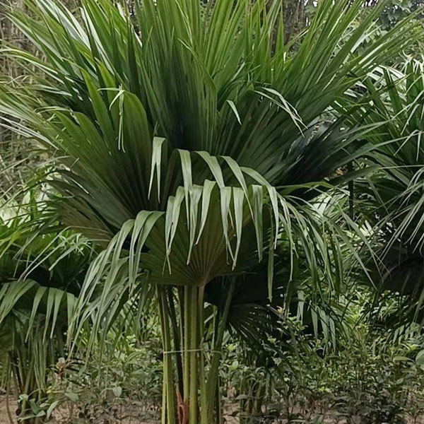 livistona chinensis seeds 1kg