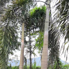 Wodyetia bifurcata seeds/Foxtail palm seeds