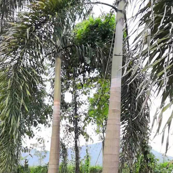 Wodyetia bifurcata seeds/Foxtail palm seeds