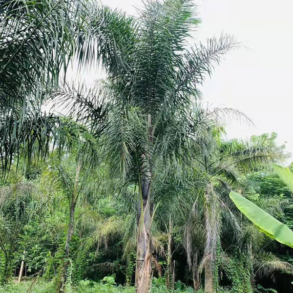 Syagrus romanzoffiana seeds 1kg