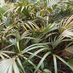 Latania lontaroides seeds/red palm seeds