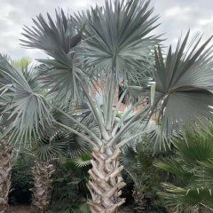 Bismarckia nobilis seeds