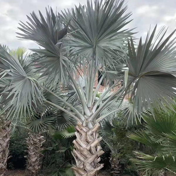 Bismarckia nobilis seeds