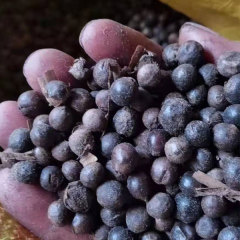 Rhapis excelsa seeds 1kg