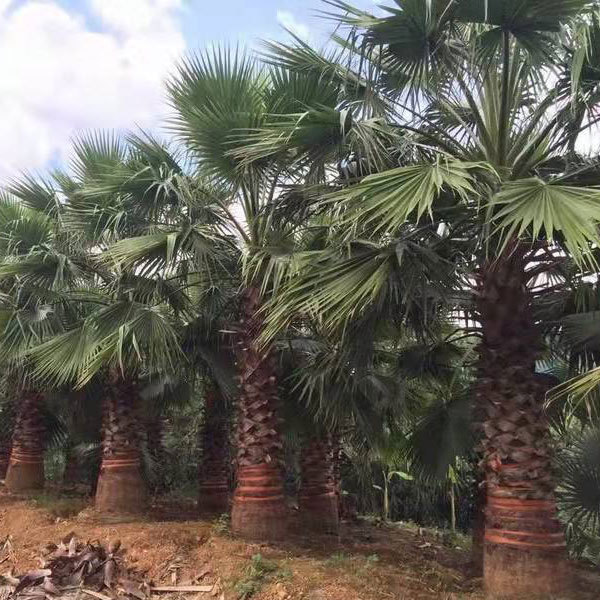 Coccothrinax crinita seeds 1kg