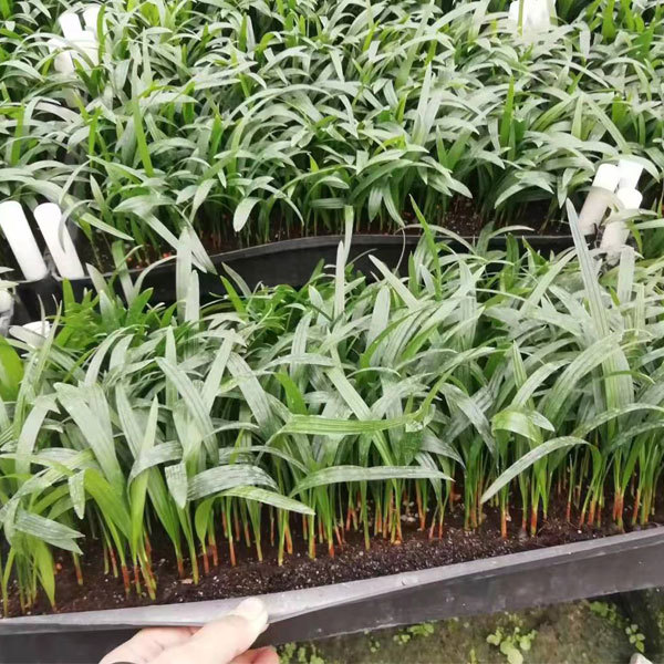 Rhapis excelsa seeds 1kg