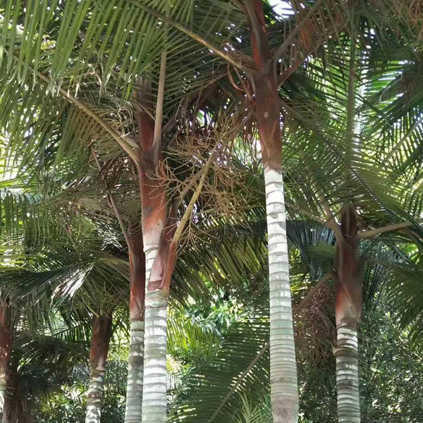 Dypsis leptocheilos seeds