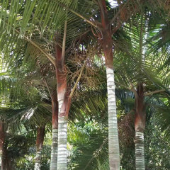 Dypsis leptocheilos seeds