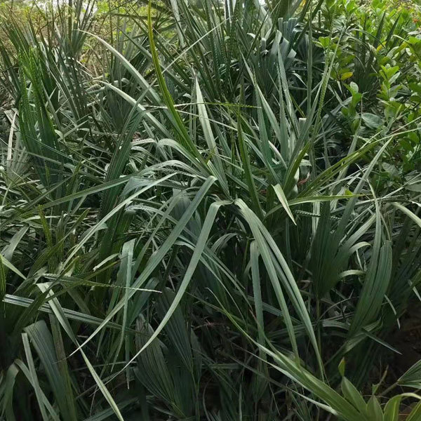 Sabal palmetto seeds
