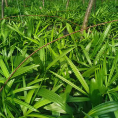 Rhapis excelsa seeds 1kg