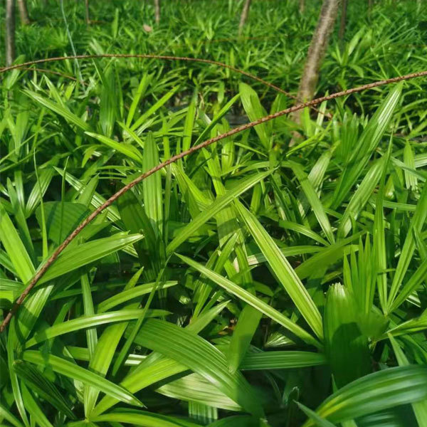 Rhapis excelsa seeds 1kg