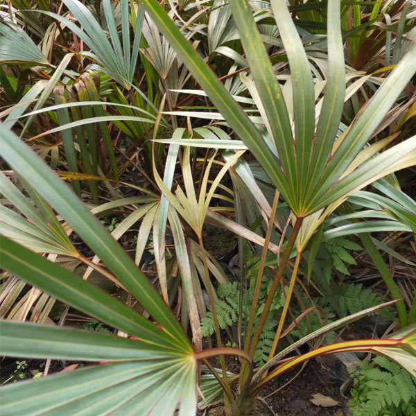 Latania lontaroides seeds/red palm seeds