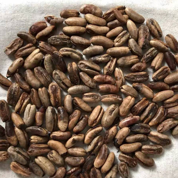 Phoenix roebelenii seeds 1kg