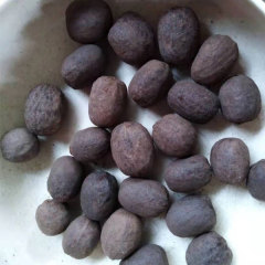 Bismarckia nobilis seeds