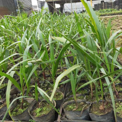 Coccothrinax crinita seeds 1kg