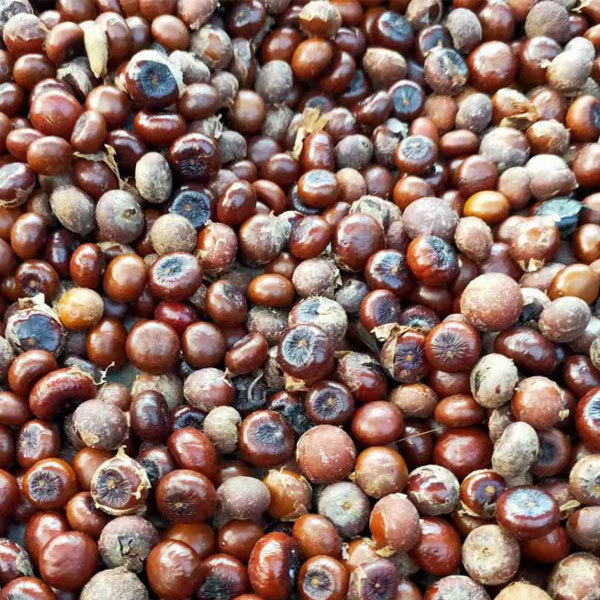 Sabal palmetto seeds