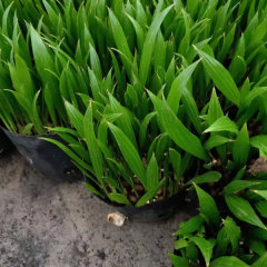 livistona chinensis seeds 1kg