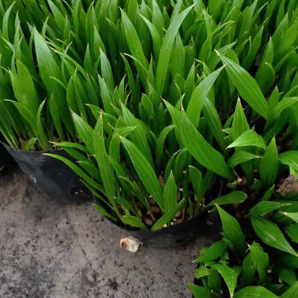 livistona chinensis seeds 1kg