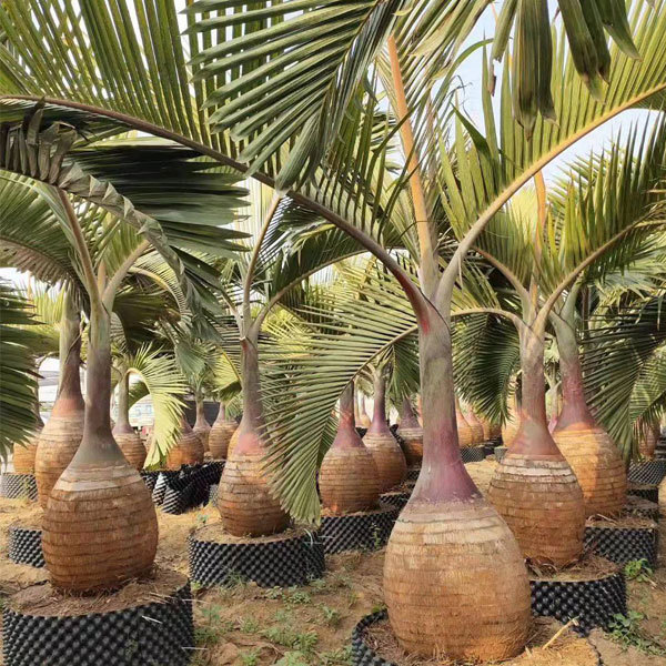 Bottle palm seeds
