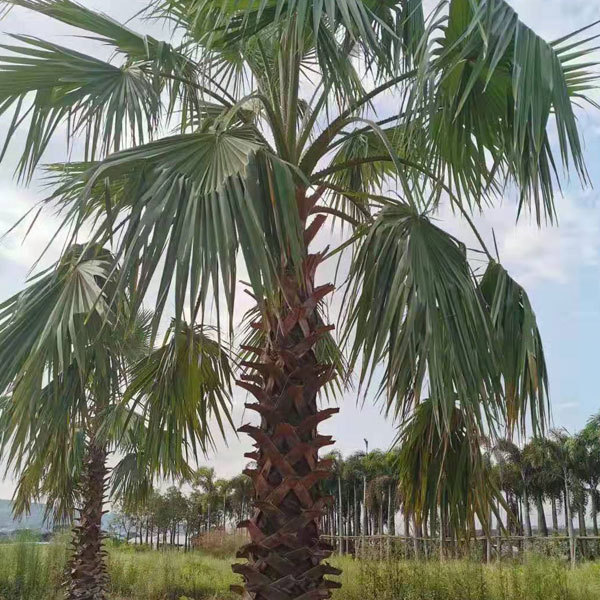 Coccothrinax crinita seeds 1kg