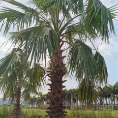 Coccothrinax crinita seeds 1kg