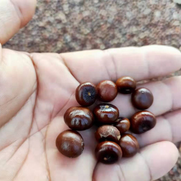 Sabal palmetto seeds