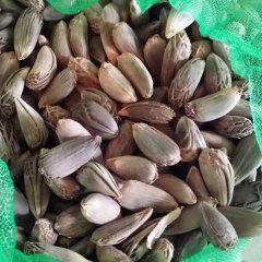Latania lontaroides seeds/red palm seeds