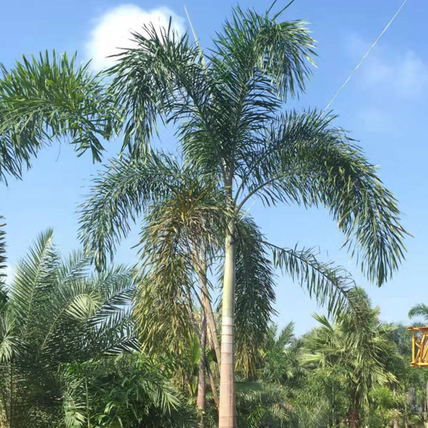 Wodyetia bifurcata seeds/Foxtail palm seeds