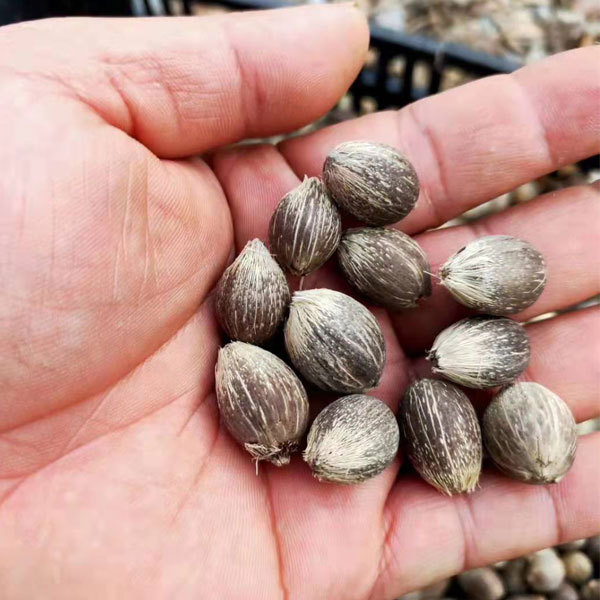 Syagrus romanzoffiana seeds 1kg