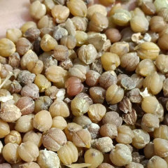 Beaucarnea recurvata seeds
