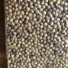 Beaucarnea recurvata seeds