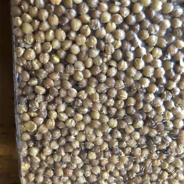 Beaucarnea recurvata seeds