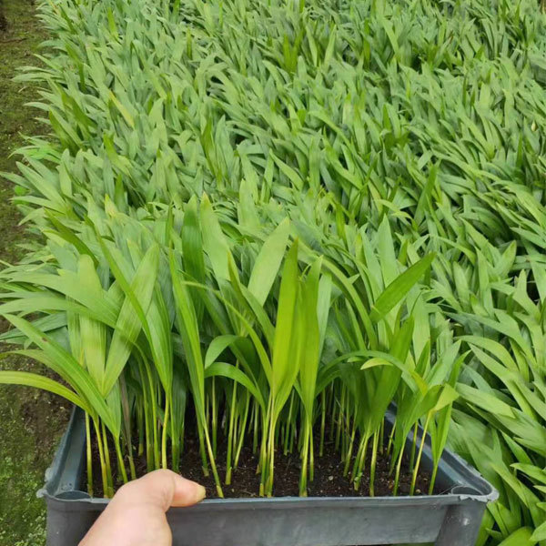 Chrysalidocarpus lutescens seeds/Areca Palm seeds 1kg