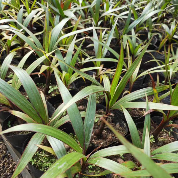 Bottle palm seeds