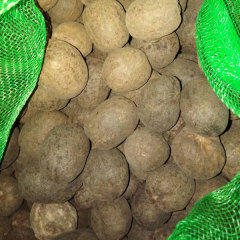 Bismarckia nobilis seeds