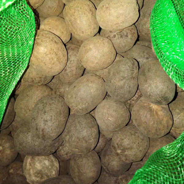 Bismarckia nobilis seeds