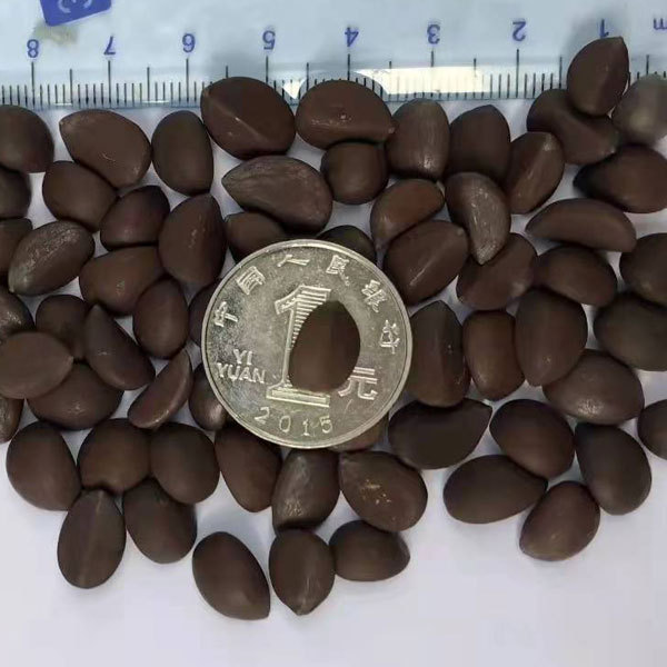 Caryota seeds/fishtail palm seeds 1kg