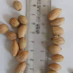 Chrysalidocarpus lutescens seeds/Areca Palm seeds 1kg